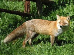 This is not the fox that was captured.