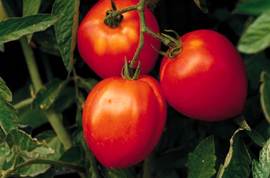 Tomatoes