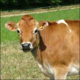 cow smaller