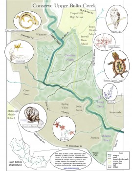 Courtesy Friends of Bolin Creek