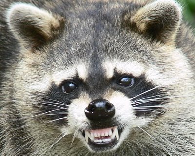 rabies raccoon