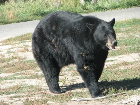 An American black bear, not the one sighted in Carrboro. Photo courtesy of DaBler