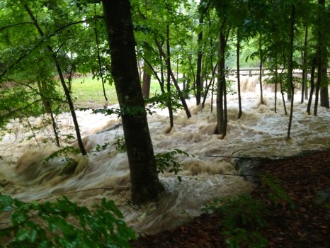 Terri Turner - Toms Creek off Jones Ferry Rd in front of Ashbrook apts