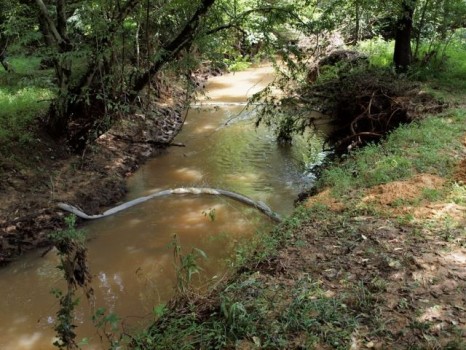 Photo by Julie McClintock, Booker Creek Watershed Alliance
