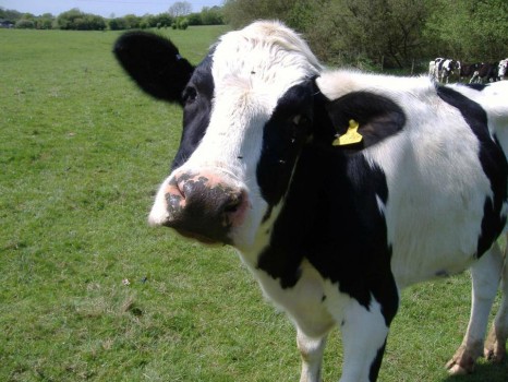 Photo Courtesy Maple View Farm