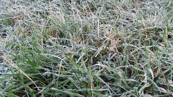 frost cold
